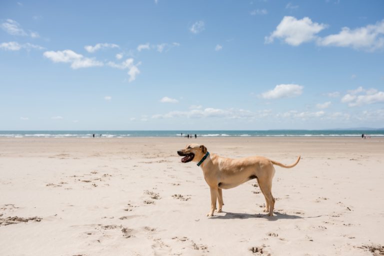 Dog Friendly Holiday Parks in Wales